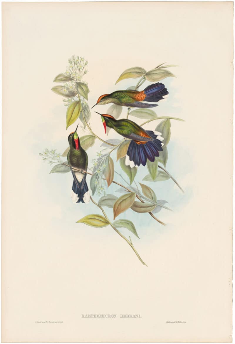 Gould Hummingbirds, Pl. 187, Herran's Thorn-bill