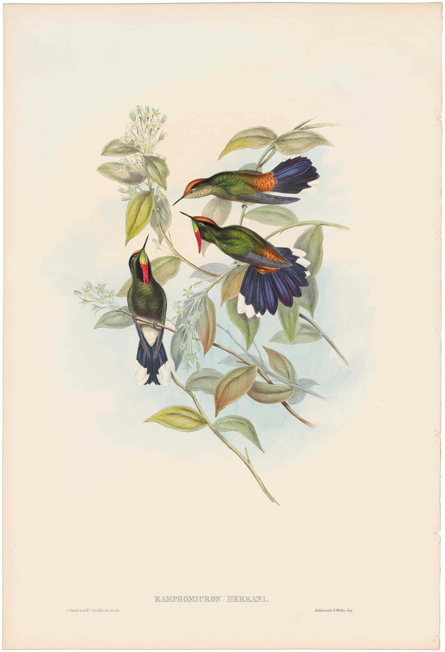 Gould Hummingbirds Pl. 171, Train-bearer | Family of Humming-birds ...