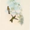 Gould Hummingbirds, Pl. 188, Red-capped Thorn-bill