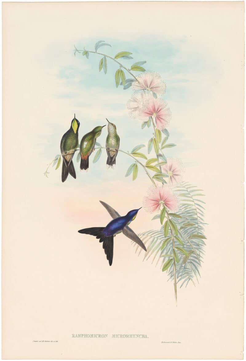 Gould Hummingbirds, Pl. 189, Thorn-bill