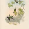 Gould Hummingbirds, Pl. 190, White-tip