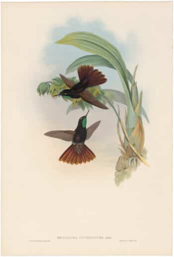 Gould Hummingbirds, Pl. 191, Coppery-Tail
