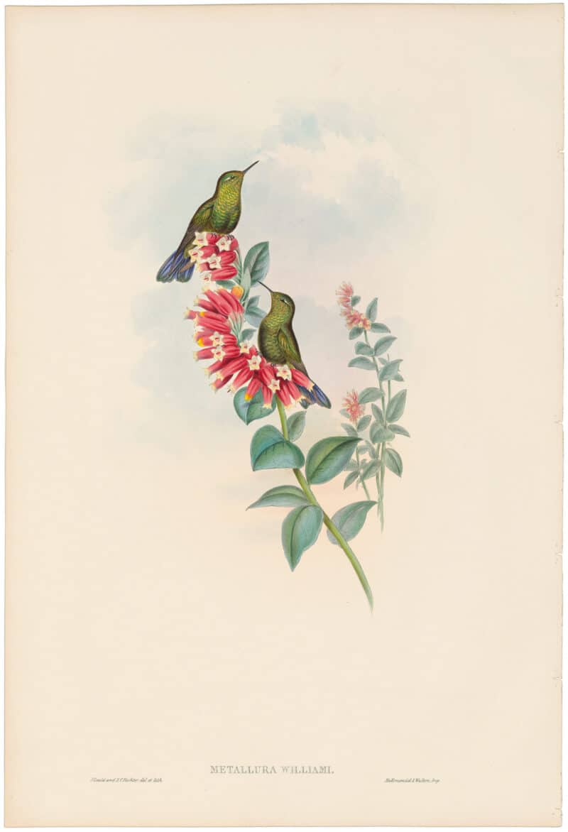 Gould Hummingbirds, Pl. 193, Purple-Tail