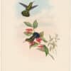 Gould Hummingbirds, Pl. 194, Primoli's Humming-Bird