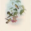 Gould Hummingbirds, Pl. 199, Spotted Adelomyia