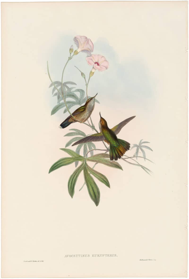 Gould Hummingbirds, Pl. 200, Purple-tailed Avocet