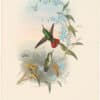 Gould Hummingbirds, Pl. 201, Fiery-tailed Avocet