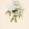 Gould Hummingbirds, Pl. 204, Ruby and Topaz