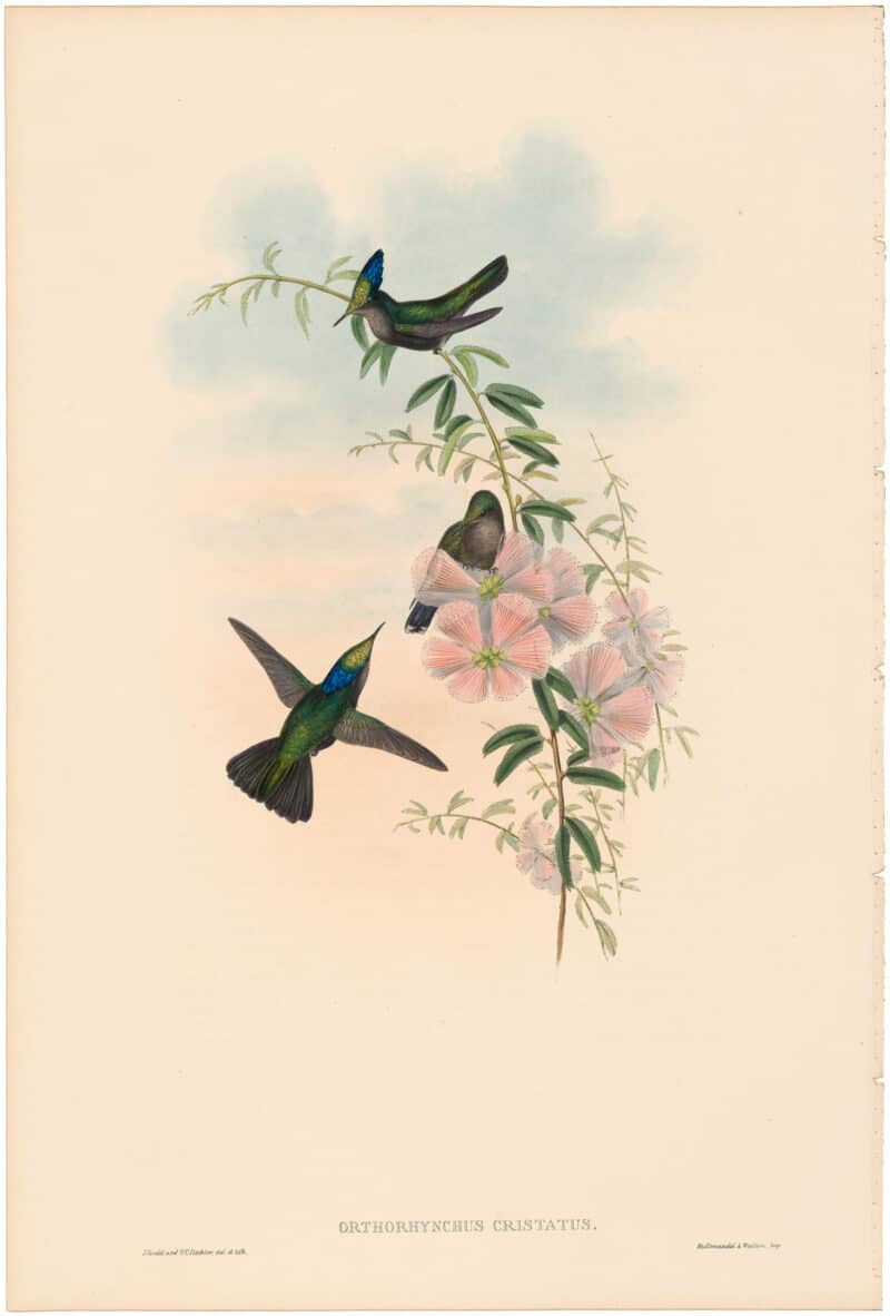 Gould Hummingbirds, Pl. 205, Blue-Crest