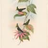 Gould Hummingbirds, Pl. 206, Green and Blue Crest