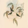 Gould Hummingbirds, Pl. 207, Gilt-Crest