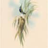 Gould Hummingbirds, Pl. 208, De Lalande's Plover-Crest