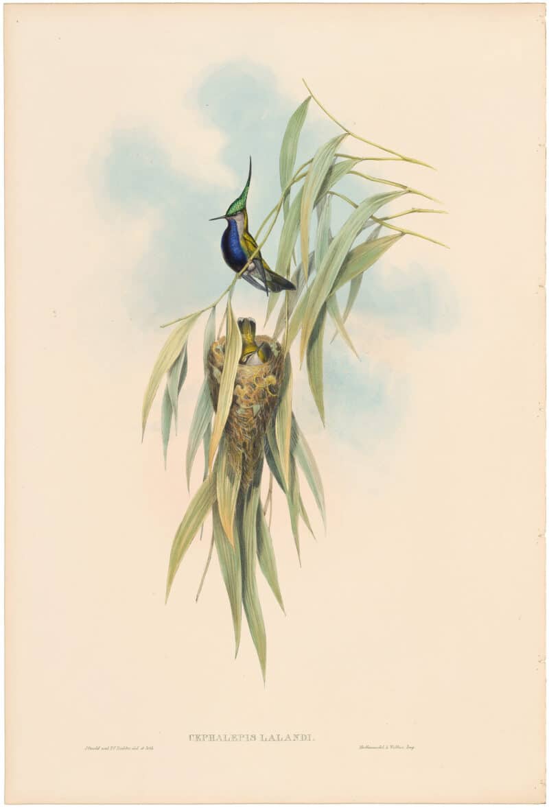 Gould Hummingbirds, Pl. 208, De Lalande's Plover-Crest