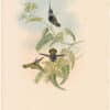Gould Hummingbirds, Pl. 209, Loddiges' Plover-crest