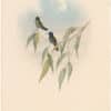 Gould Hummingbirds, Pl. 210, Guimet's Flutterer