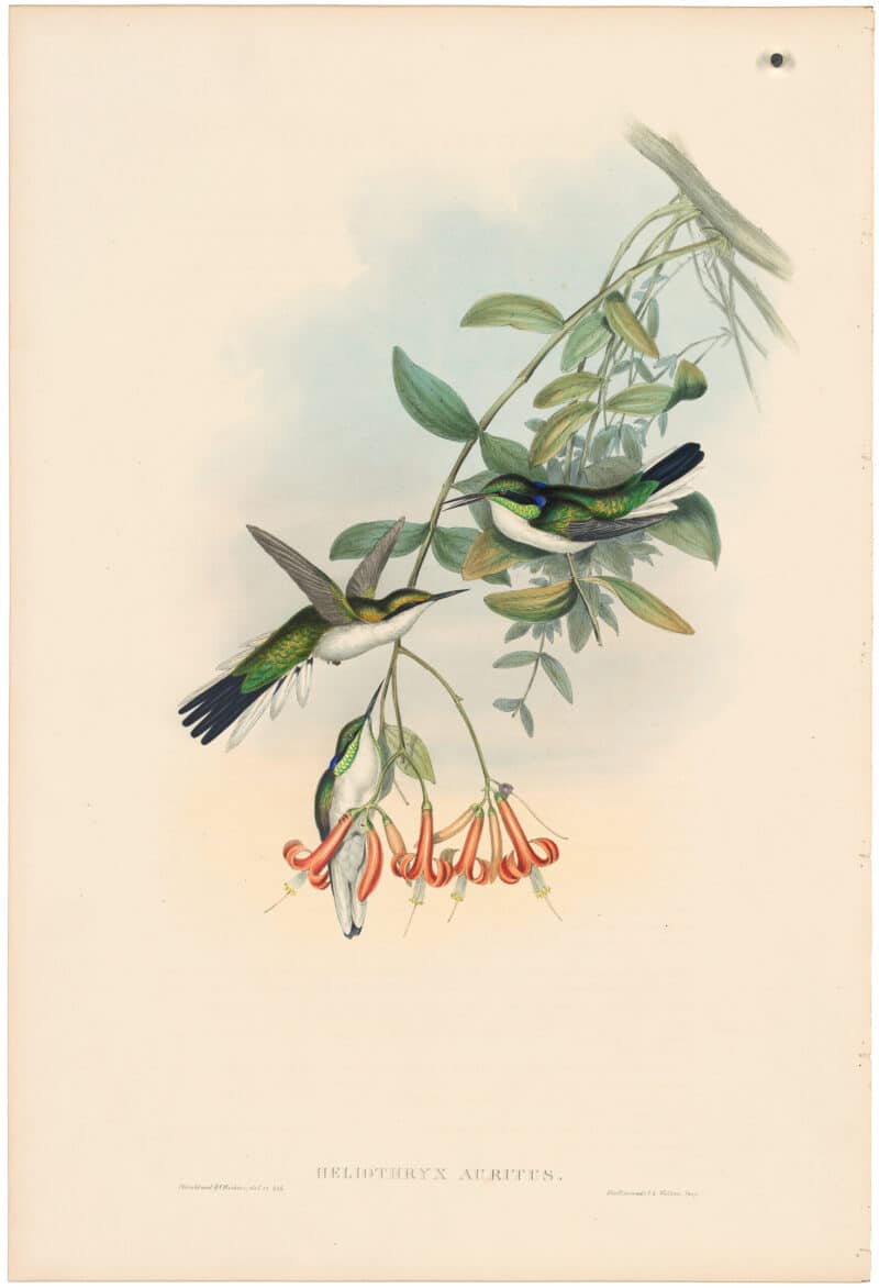 Gould Hummingbirds, Pl. 213, Cayenne Fairy