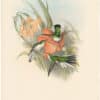 Gould Hummingbirds, Pl. 214, Brazilian Fairy