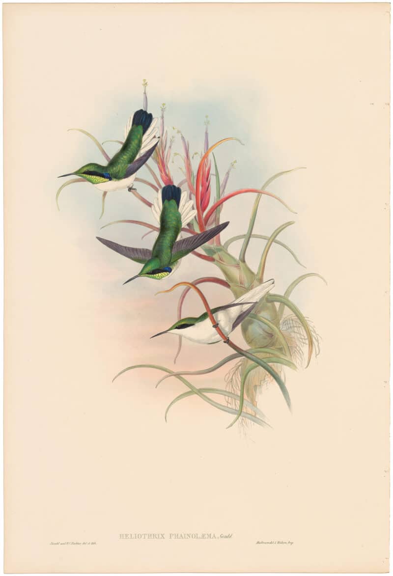 Gould Hummingbirds, Pl. 215, Green-throated Fairy