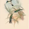 Gould Hummingbirds, Pl. 216, Purple-crowned Fairy