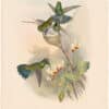 Gould Hummingbirds, Pl. 224, Columbian Violet-Ear