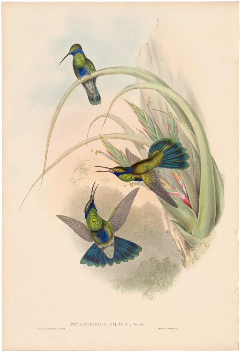 Gould Hummingbirds, Pl. 225, Bolivian Violet Ear