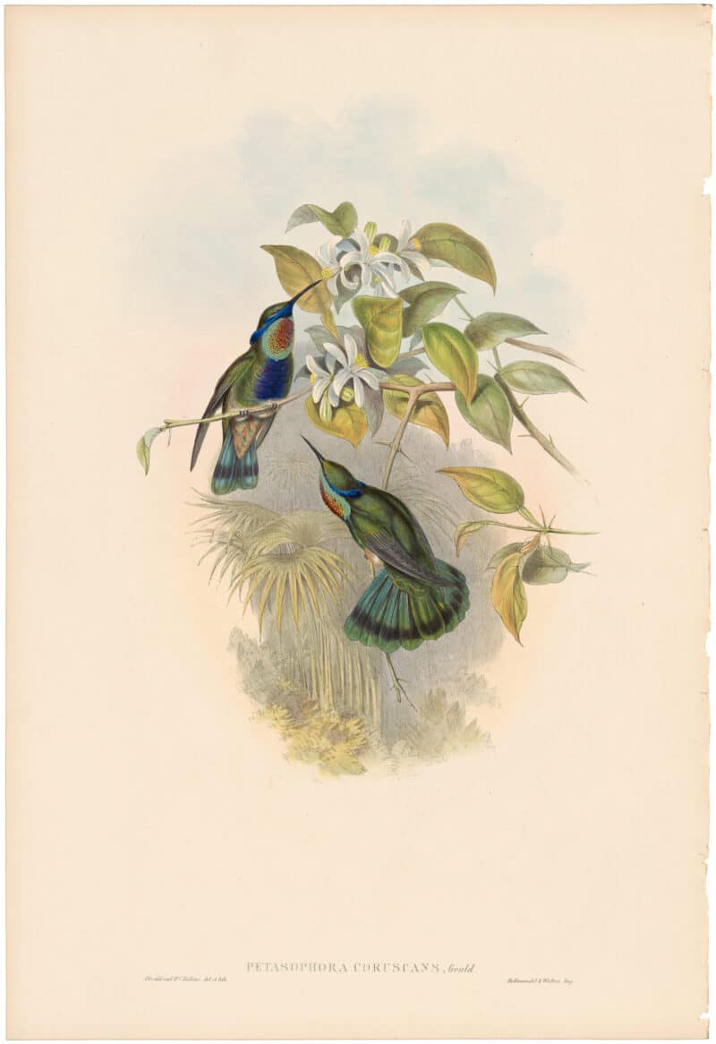 Gould Hummingbirds, Pl. 226, Chequered Violet Ear
