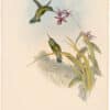 Gould Hummingbirds, Pl. 228, Little Violet-Ear