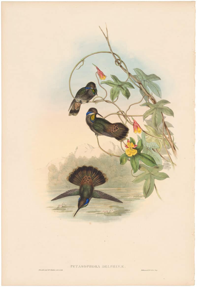 Gould Hummingbirds, Pl. 229, Brown Violet-Ear