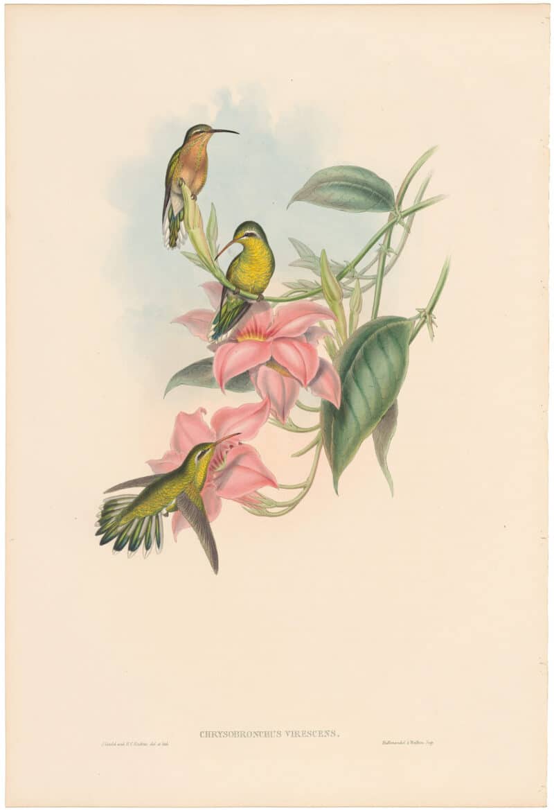 Gould Hummingbirds, Pl. 230, Golden-throated Humming Bird