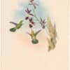 Gould Hummingbirds, Pl. 231, Green-tailed Humming-Bird