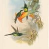 Gould Hummingbirds, Pl. 234, Empress Humming-Bird