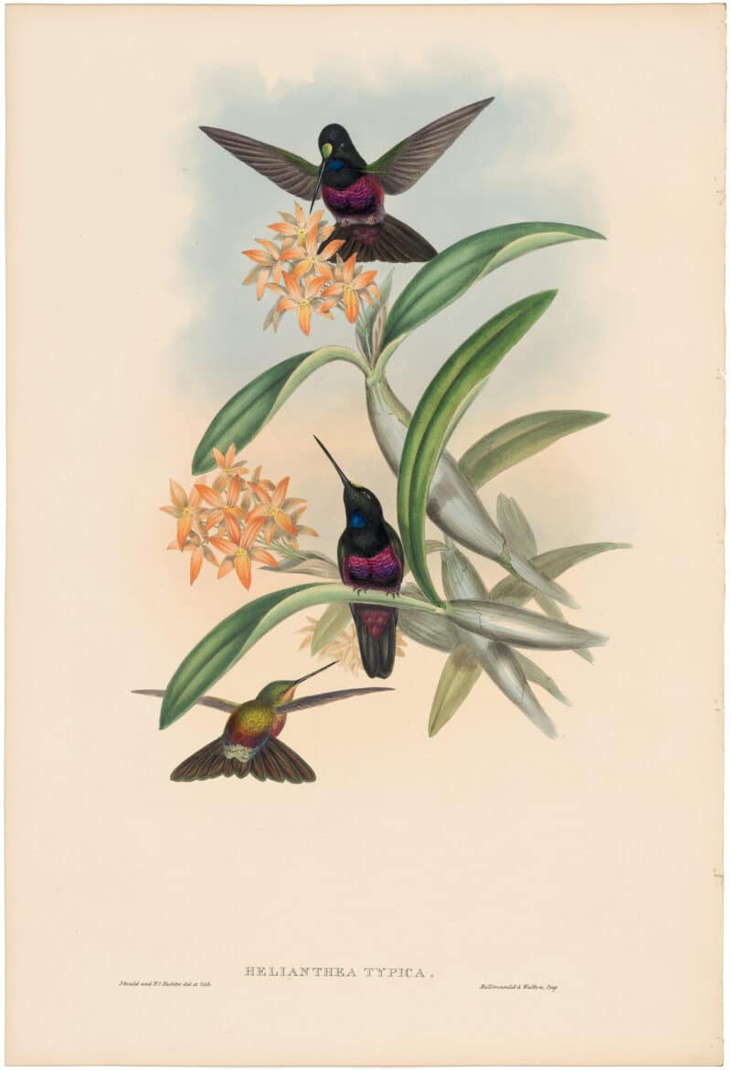Gould Hummingbirds, Pl. 235, Star-frontlet