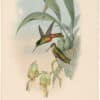 Gould Hummingbirds, Pl. 236, Bonaparte's Star-frontlet