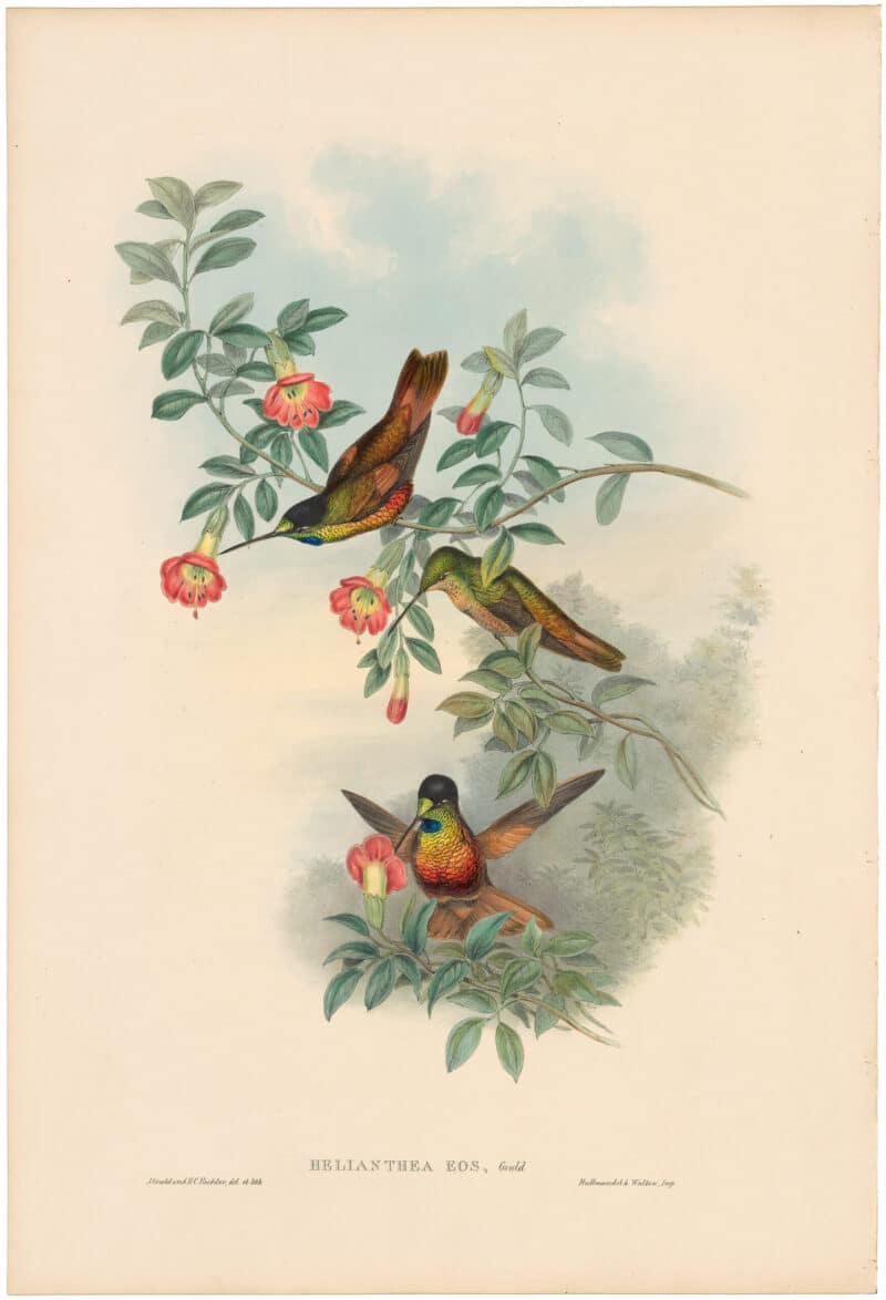 Gould Hummingbirds, Pl. 237, Golden Star-frontlet