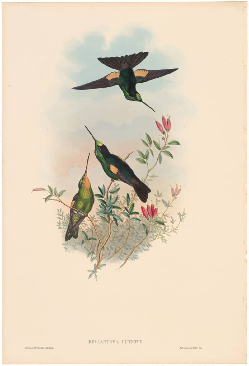 Gould Hummingbirds, Pl. 238, Comte de Paris