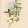 Gould Hummingbirds, Pl. 239, Violet-throated Star-frontlet