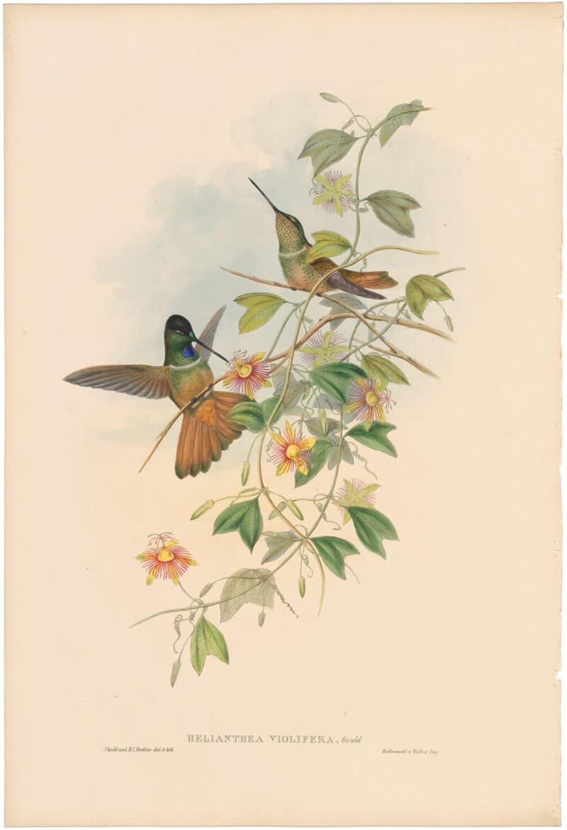 Gould Hummingbirds, Pl. 239, Violet-throated Star-frontlet