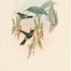 Gould Hummingbirds, Pl. 240, Parzudaki's Star-frontlet