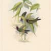 Gould Hummingbirds, Pl. 241, Viola Star-frontlet