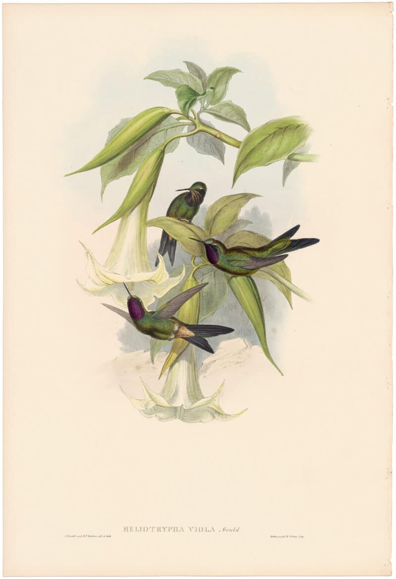 Gould Hummingbirds, Pl. 241, Viola Star-frontlet