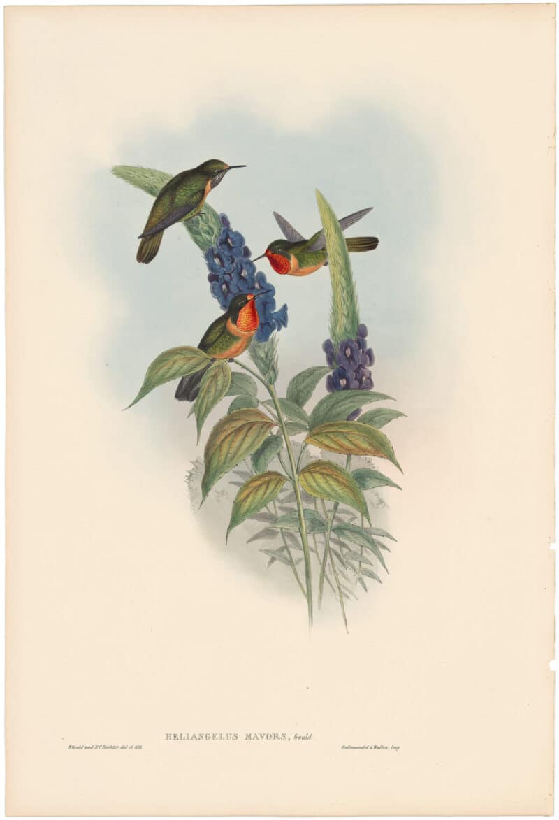Gould Hummingbirds, Pl. 246, "Mars"