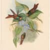 Gould Hummingbirds, Pl. 247, Rainbow