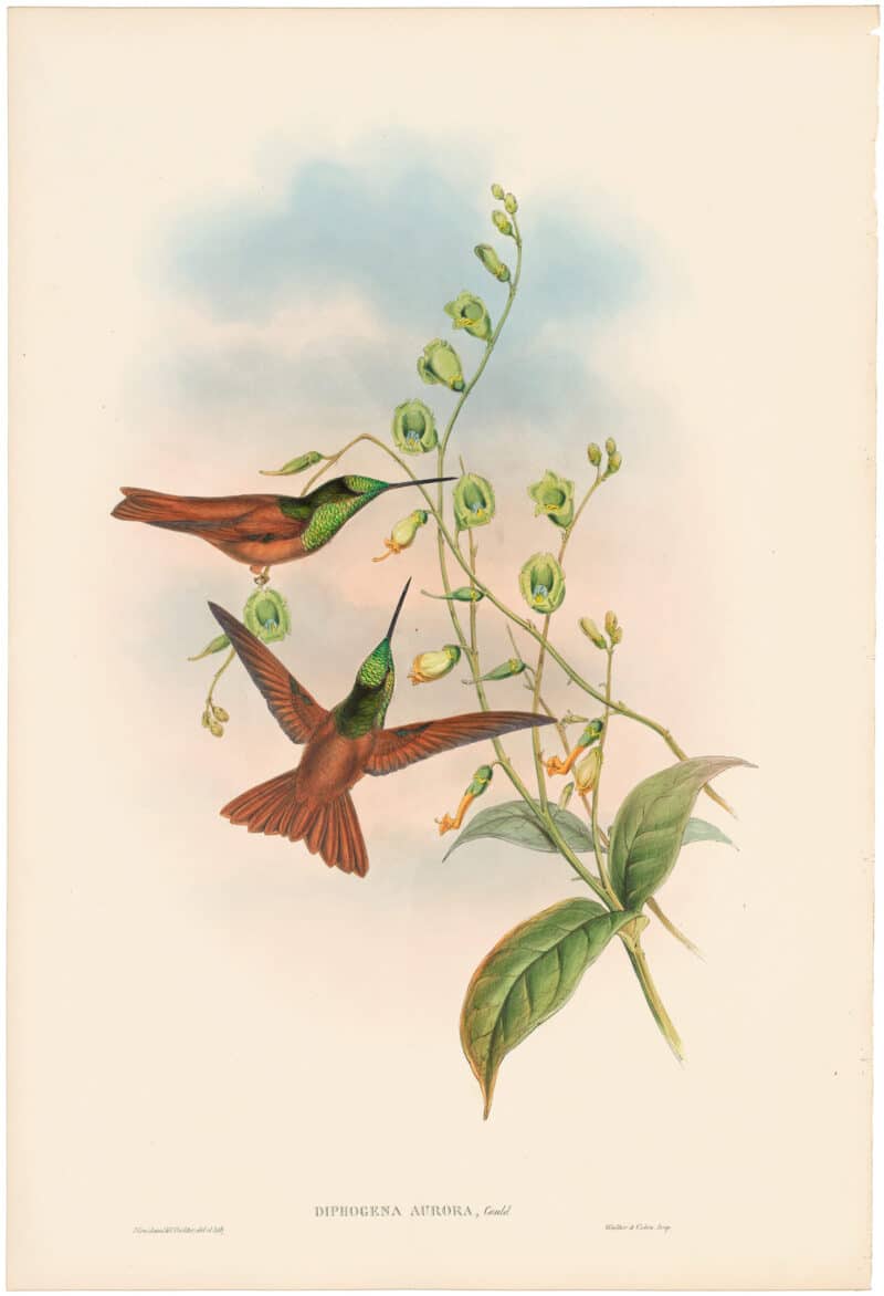 Gould Hummingbirds, Pl. 248, Bolivian Rainbow