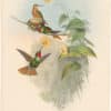Gould Hummingbirds, Pl. 249, Brazilian Ruby