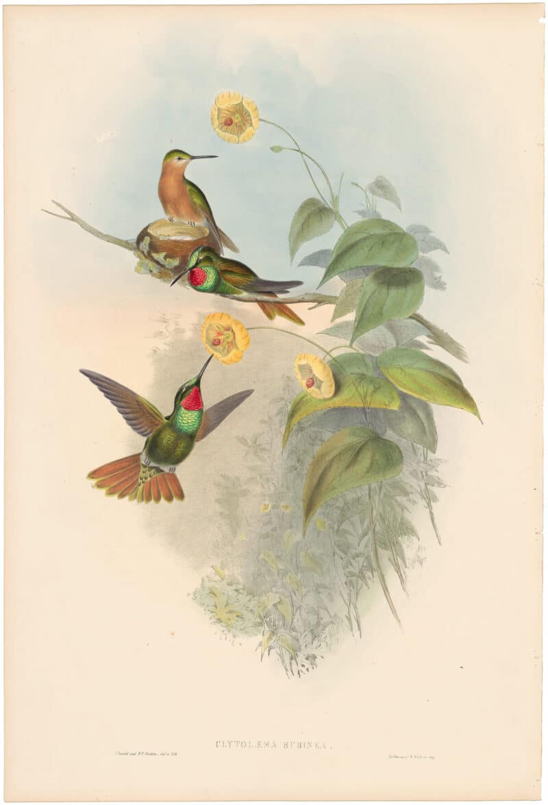 Gould Hummingbirds, Pl. 249, Brazilian Ruby