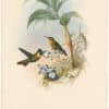 Gould Hummingbirds, Pl. 250, Branded Ruby