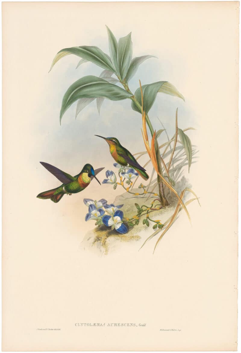 Gould Hummingbirds, Pl. 250, Branded Ruby