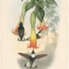 Gould Hummingbirds, Pl. 251, Collared Inca