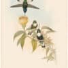 Gould Hummingbirds, Pl. 252, Green-throated Inca