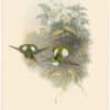 Gould Hummingbirds, Pl. 253, Conrad's Inca